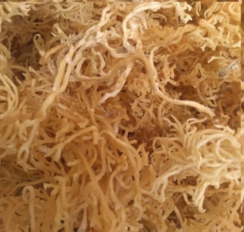 Wild crafted Jamaican Sea moss