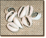 Cowrie Shells